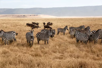 Poster Een groep zebra& 39 s op safari in Tanzania © Laura