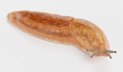 Realistic 3D Render of Dusky Arion - Slug