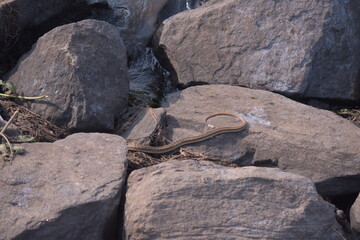 Poisonous snake hiding inside a rock near a lake