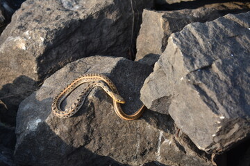 A poisonous snake taking sun bath in a rock near a lake
