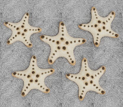 Realistic 3D Render of Chocolate Chip Starfish