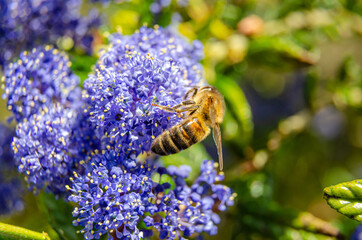 Close up of a honey bee on ceanothus or California Lilac flowers