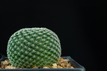 Cacuts plant in potted on isolated background.