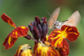 Taubenschwänzchen im Garten