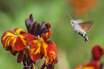 Taubenschwänzchem am Goldlack