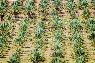 Line of small palms near Erfoud in Morocco