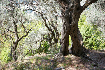 Fototapeta na wymiar Olive tree in the forest on a summer day.