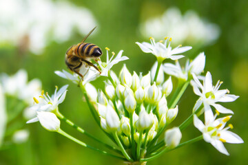 Honey bee  apis mellifera on white flower while collecting pollen on green blurred background close up macro