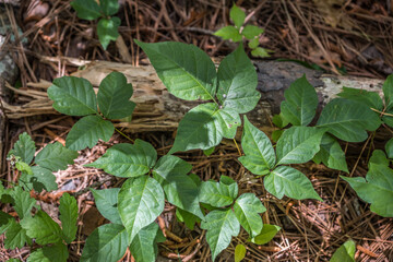 Patch of poison ivy closeup