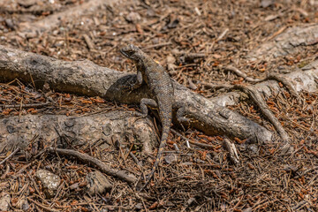 Eastern fence lizard in the wild