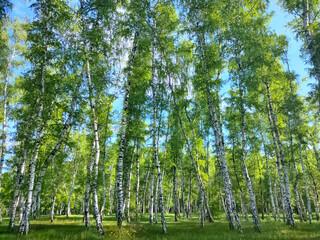 A palisade of birch trees with white trunks and young green foliage is in bright sunlight.