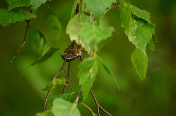 May beetle, in Latin Melolontha, close-up on green birch leaves. Blurred background