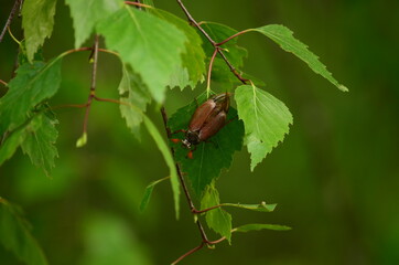 May beetle, in Latin Melolontha, close-up on green birch leaves. Blurred background