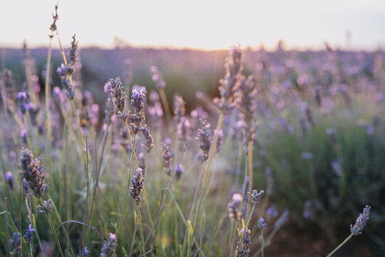 Lavanda morada en la naturaleza