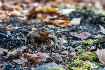 Forest Toad. A frog in the woods. Amphibian jumping through the woods. The toad moves to the lake.