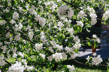 White beautiful flowers in apple tree blooming in the spring. Blurred background. Beautiful spring background for a banner, postcards with blooming tree.