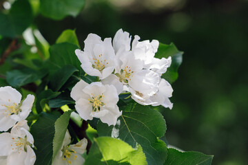 Fototapeta premium White beautiful flowers in apple tree blooming in the spring. Blurred background. Beautiful spring background for a banner, postcards with blooming tree.