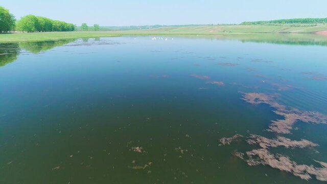 Aerial video white swans on a lake in the wild