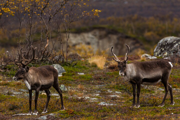 Reindeers in Autumn in Lapland, Northern Finland. Europe