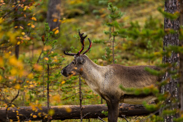 Reindeers in Autumn in Lapland, Northern Finland. Europe