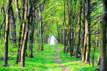 Path in beautiful green park