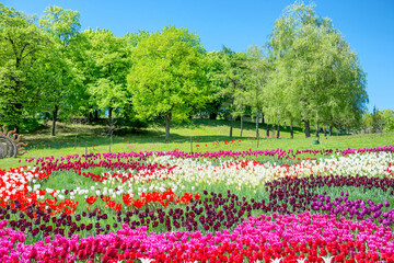 Field of tulips in the park