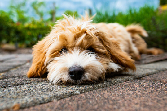 Welpe - S&uuml;&szlig;es Hundebaby