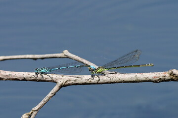 reproduction d'agrions sur une branche au dessus de l'étang