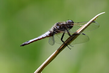 libellule fauve mâle Libellula fulva