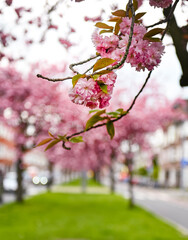 Sakura tree pink flower green grass
