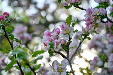 apple tree with pink and white flowers