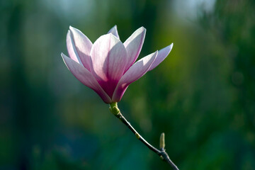 Obraz premium Light pink head of blooming spring magnolia flower. Botany and flowers