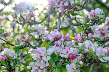 apple tree with pink and white flowers