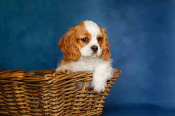 little puppy cavalier king charles spaniel dog sitting in a basket on a blue background. isolated