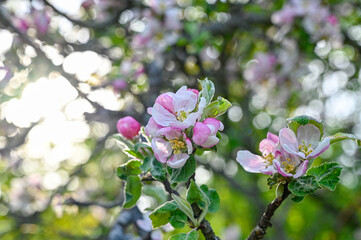 apple tree with pink and white flowers