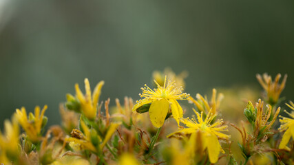 Bright summer flowers in early morning sunlight