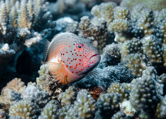 Fototapeta na wymiar Orange-speckled Hawkfish perches on a coral at the bottom of the Indian Ocean