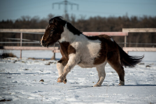 Shetland Pony im Schnee