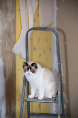 Cute domestic ragdoll cat on a construction ladder