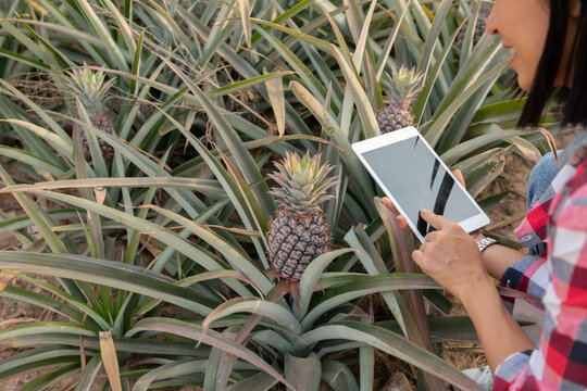 Asian female farmer see growth of pineapple in farm. agricultural Industry, agriculture business concept. Innovation technology for smart farm system, farmer occupation. farmer holding tablet in field