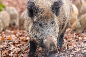 Wildschwein (Sus scrofa)