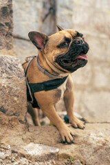 French bulldog dog rubbing along a piece of concrete ruins.