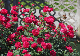 red roses bush