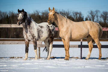 Bunte Warmblüter © ScullyPictures