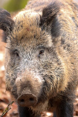 Wildschwein (Sus scrofa)
