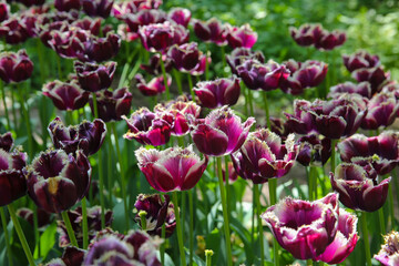 Field of white-violet tulips in the park.