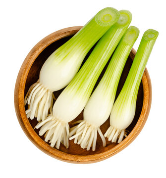 Fresh scallion bulbs, in a wooden bowl. Group of green onions, also called spring onions or sibies. Vegetable with mild onion taste, can be eaten raw or cooked. Close-up from above, macro, food photo.