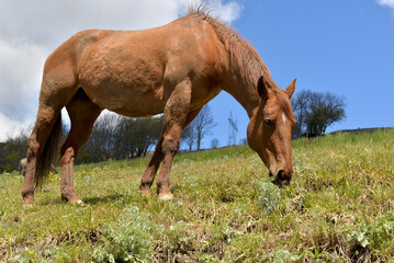 brown horse grazing in a pasture in alpine mountain