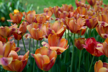 Field of yellow-orange-red tulips in the park.