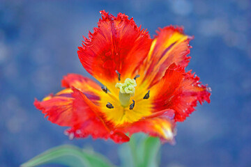 Red yellow beautiful tulip flower in the garden